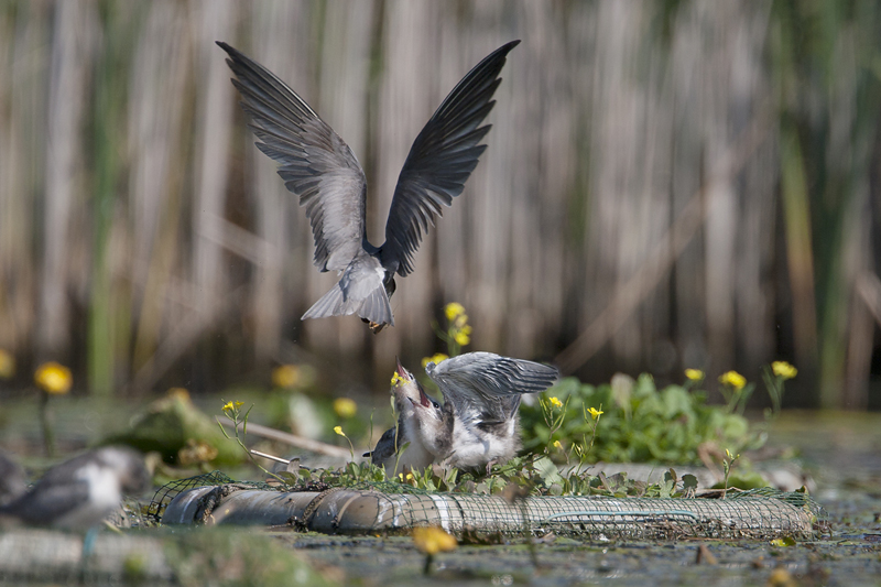 zwarte stern overijssel 28-06-2010 2.jpg