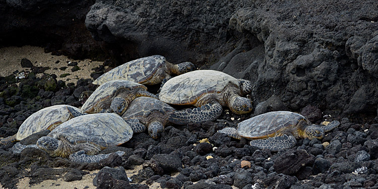 The Turtle Gang