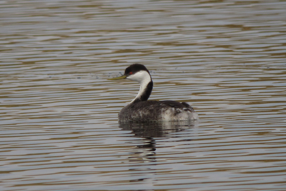 Western Grebe