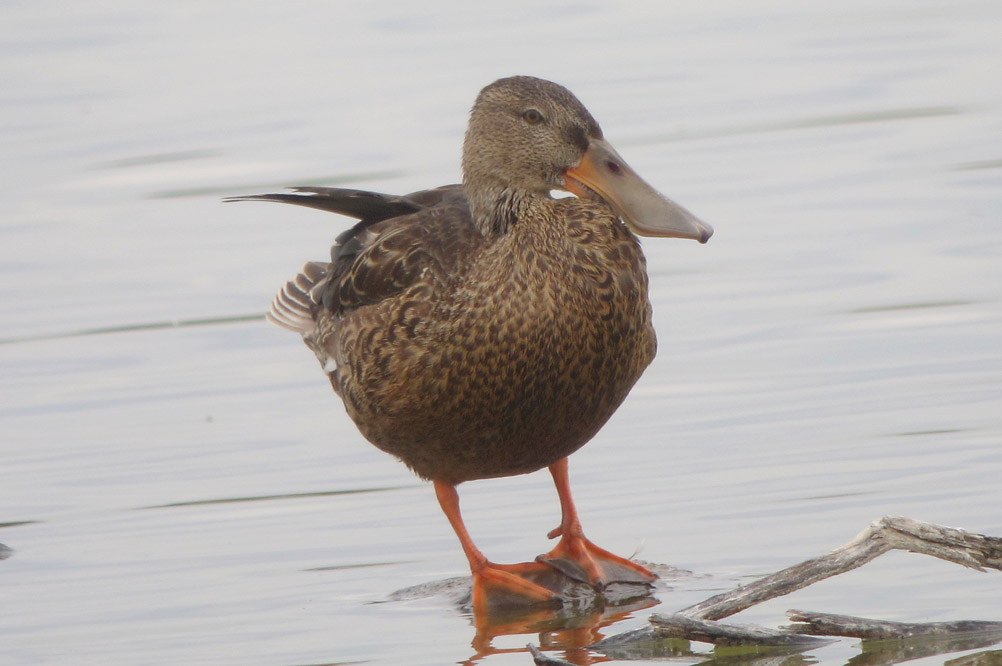 Northern Shoveler