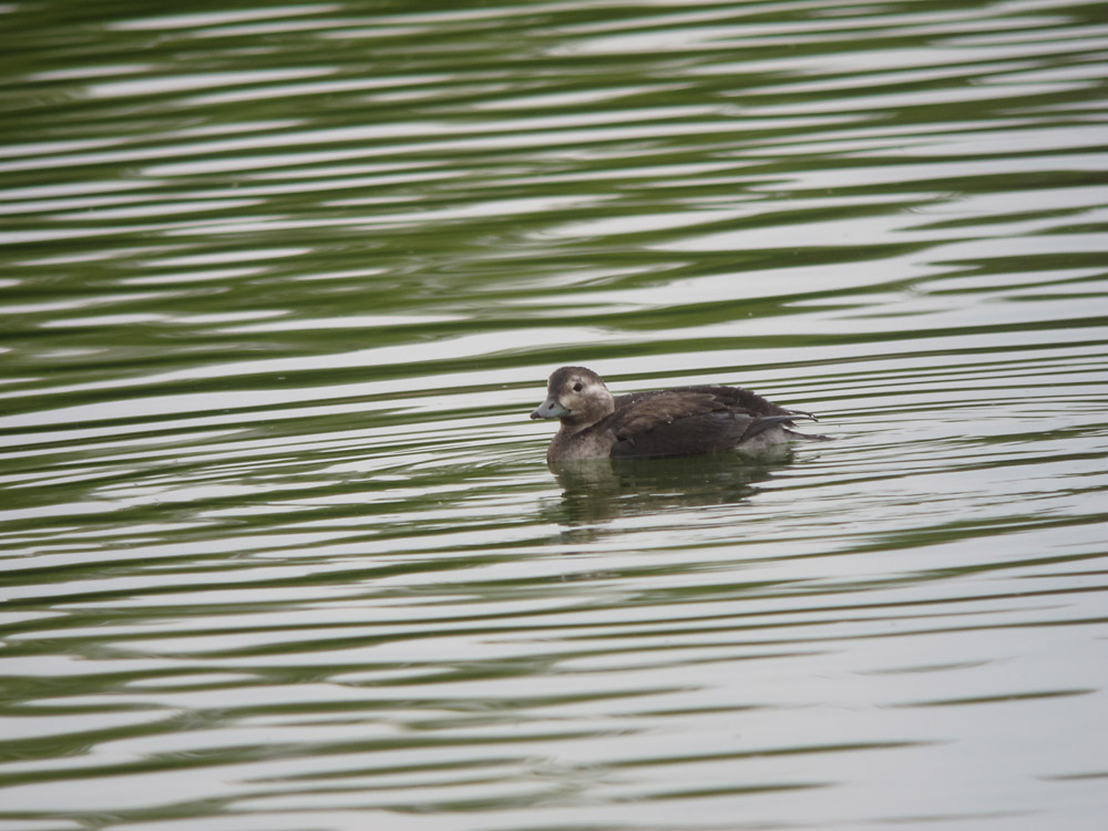 Long-tailed Duck