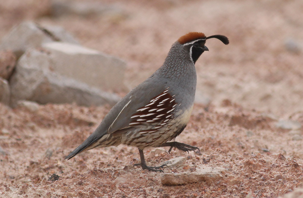 Gambels Quail