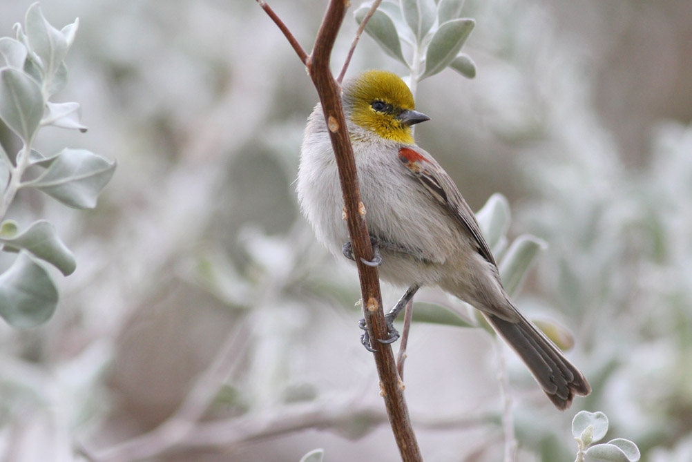 Verdin