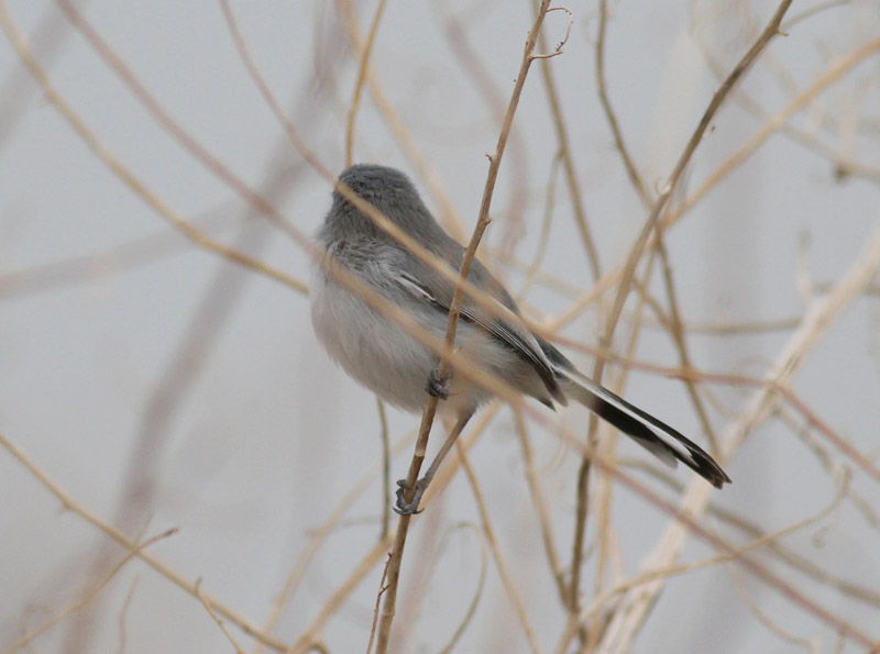Black-tailed Gnatcatcher