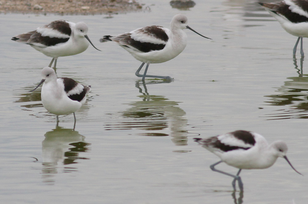 American Avocets