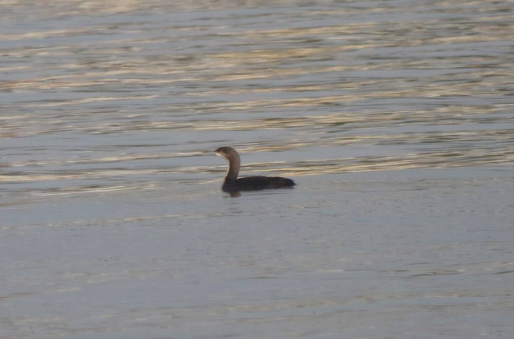 Pacific Loon
