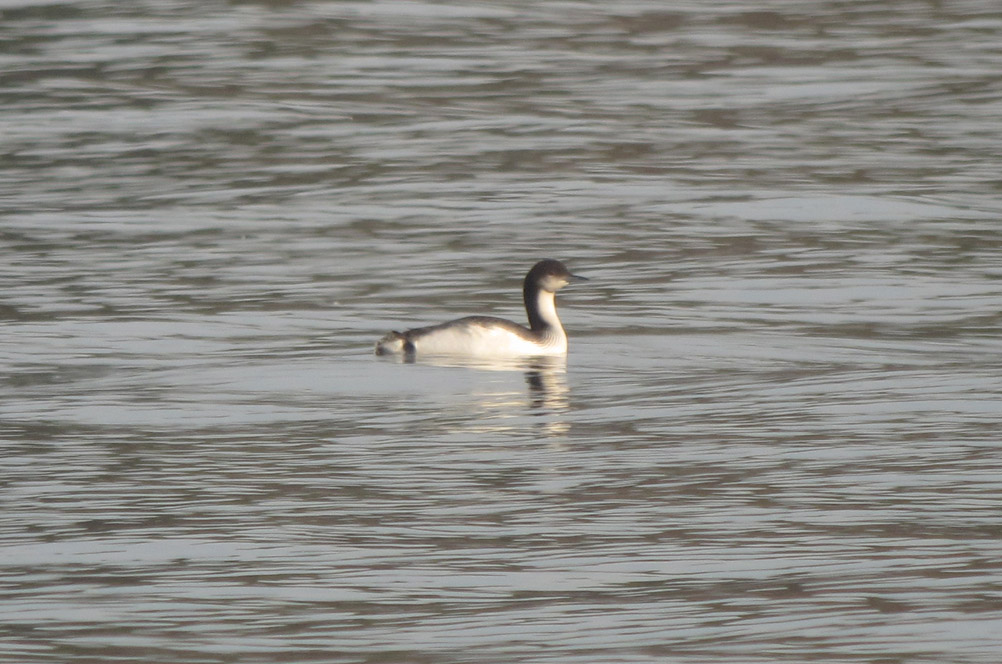 Pacific Loon