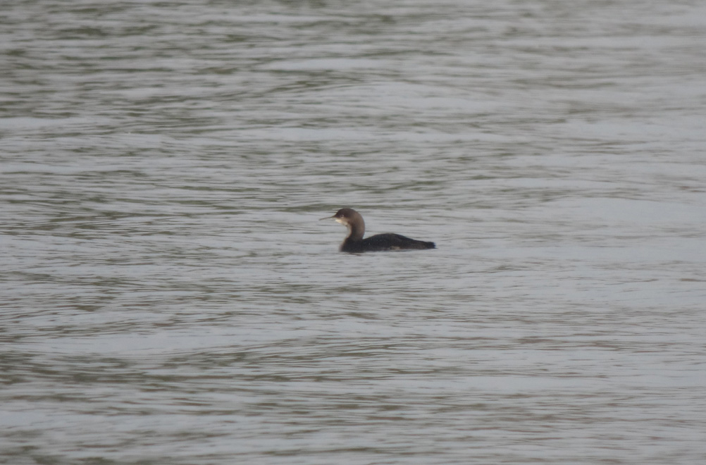 Pacific Loon