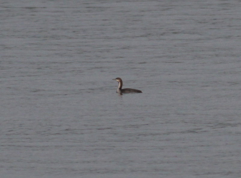 Pacific Loon
