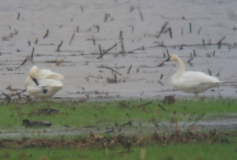 Tundra Swans