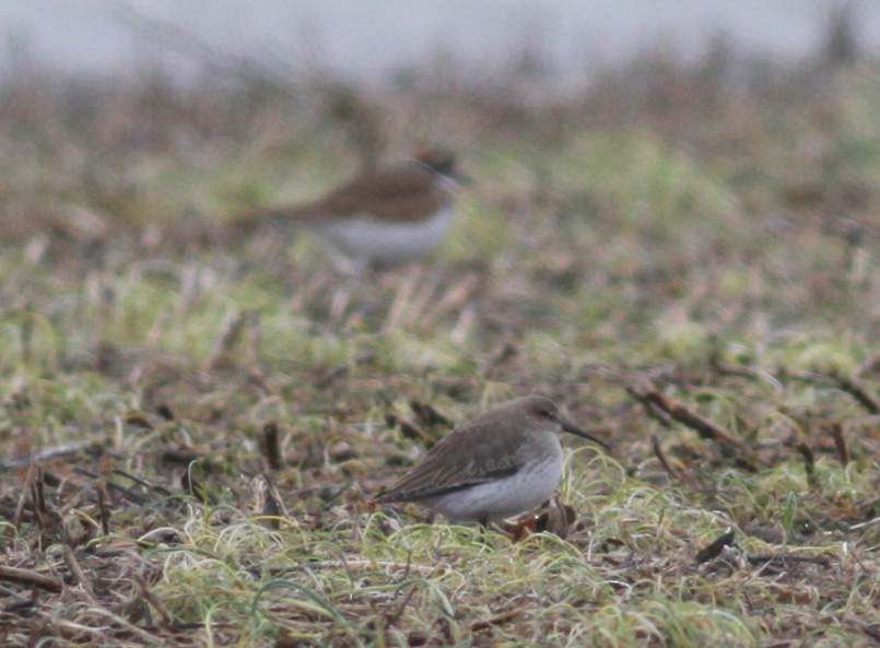 Dunlin