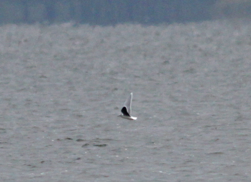 Little Gull