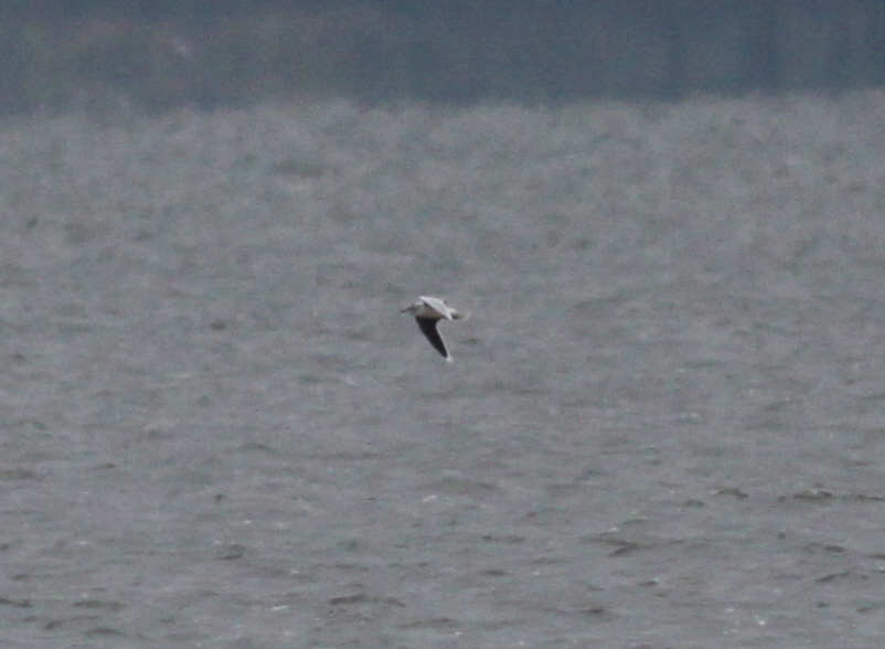 Little Gull