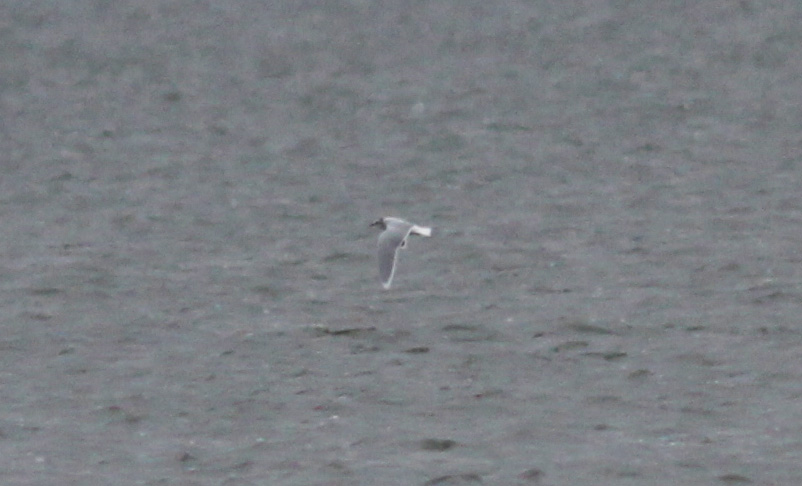 Little Gull