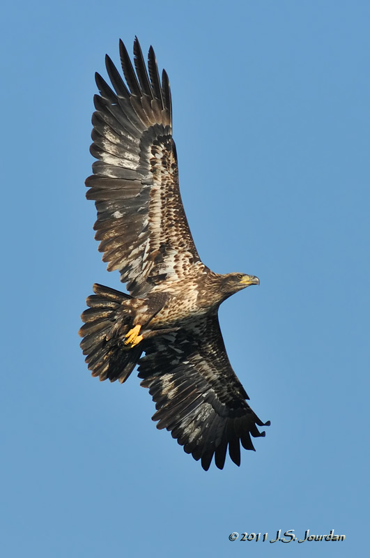 011_2320BaldEagleb.jpg
