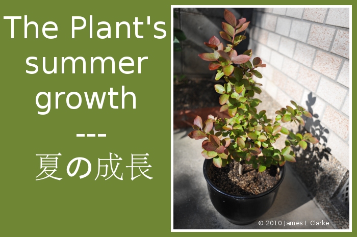 The Plant's summer growth