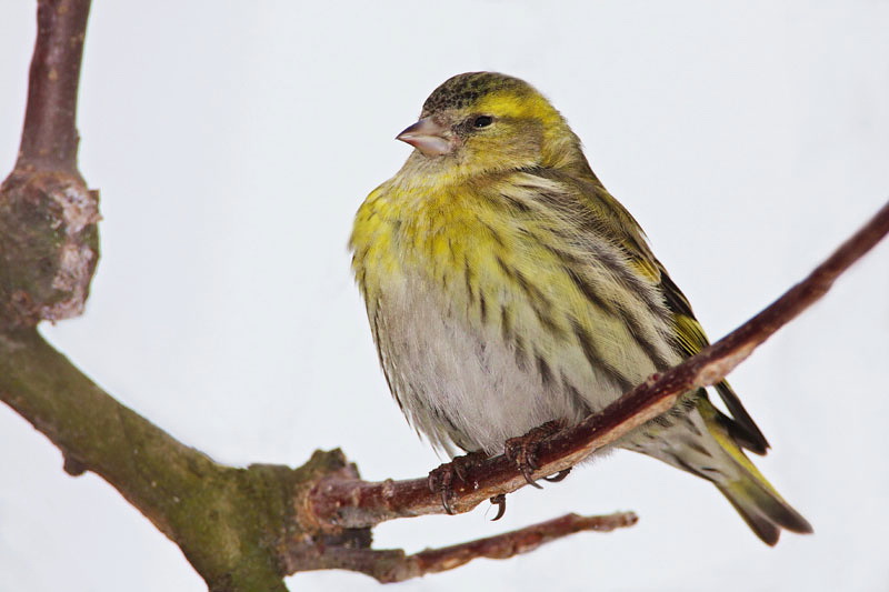 Eurasian siskin Carduelis spinus iek_MG_04451-11.jpg