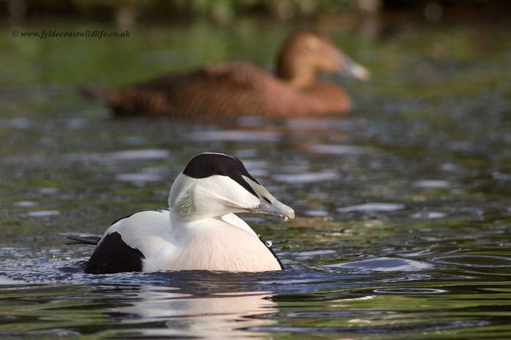 Eider