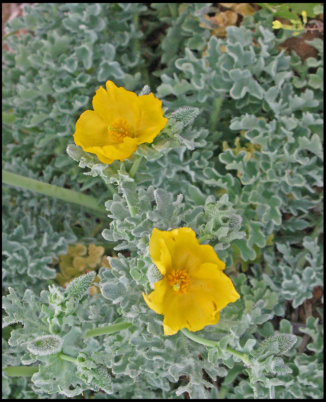 Glaucium flavum - Yellow Horned Poppy  .jpg