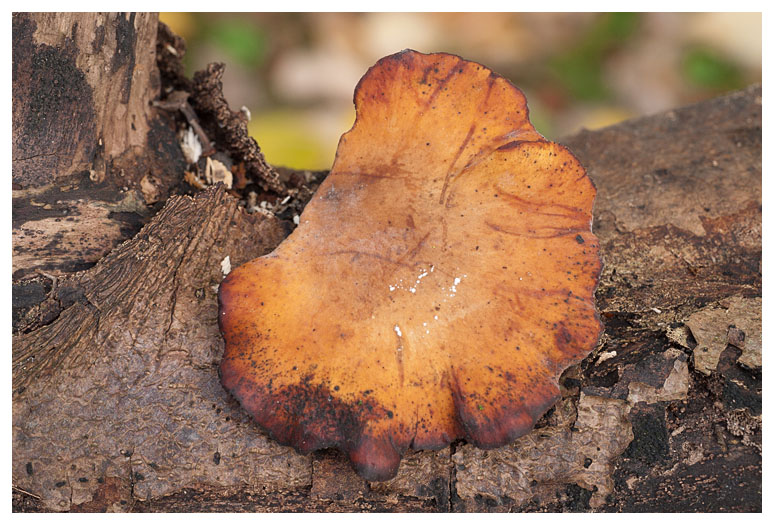 Polyporus leptocephalus