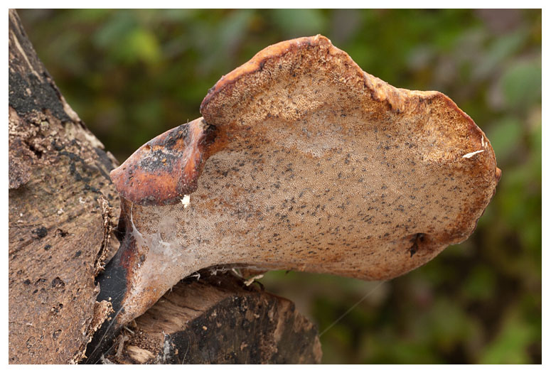 Polyporus leptocephalus