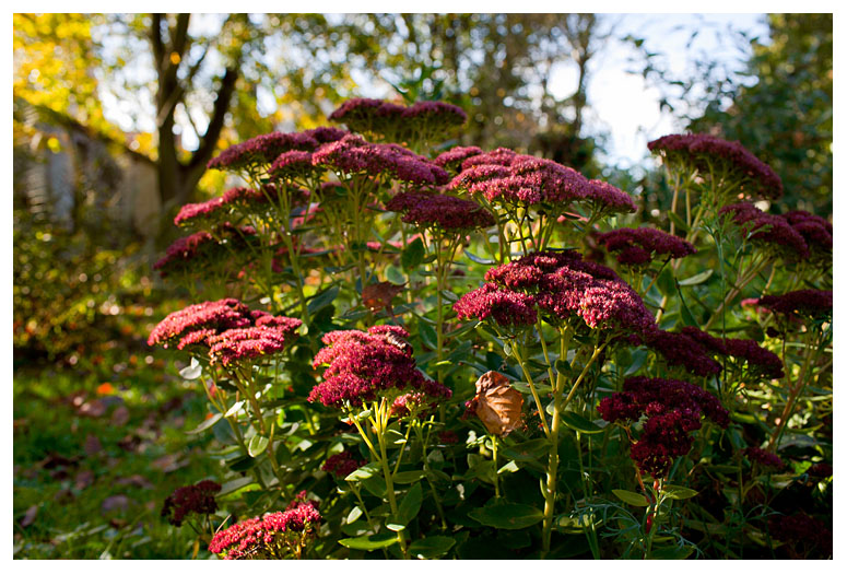Sedum spectabile