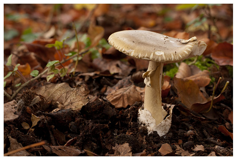 Amanita phalloides