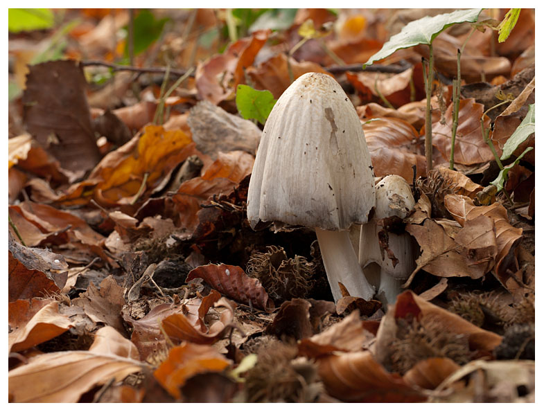 Coprinus atramentarius