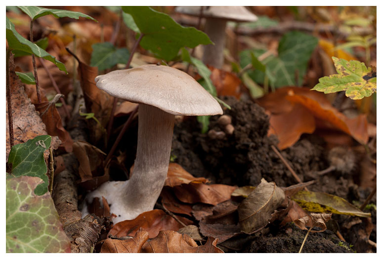 Cortinarius alboviolaceus