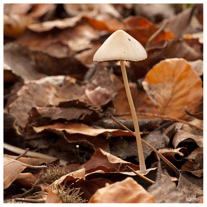 Psathyrella atrolaminata