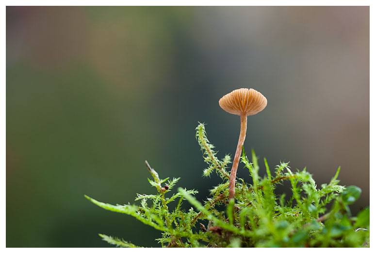 Mycena