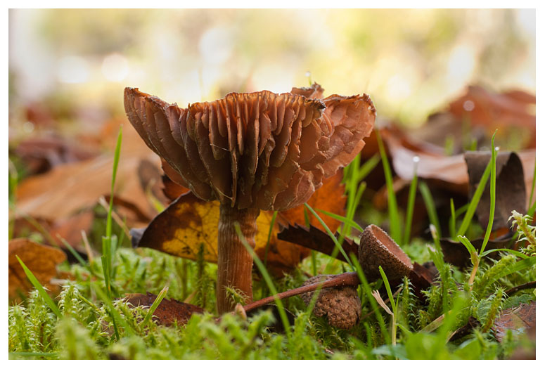 Laccaria laccata