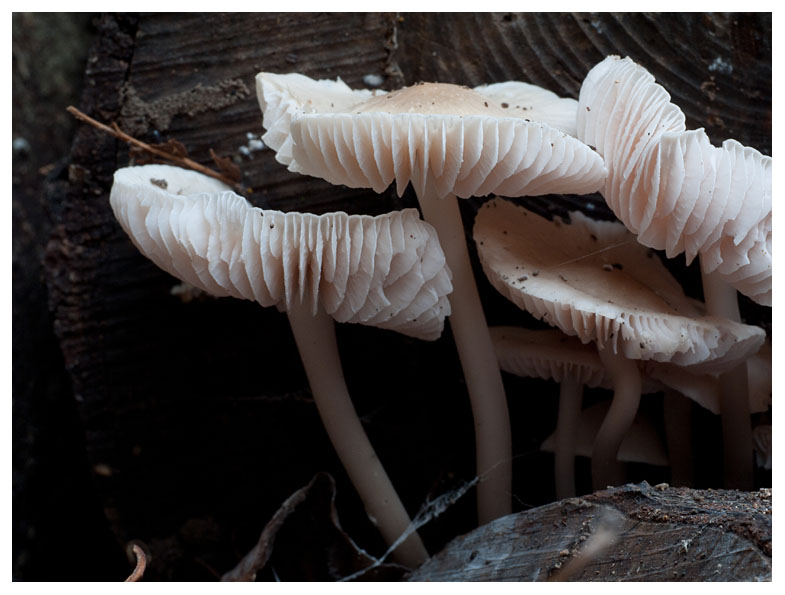 Collybia confluens