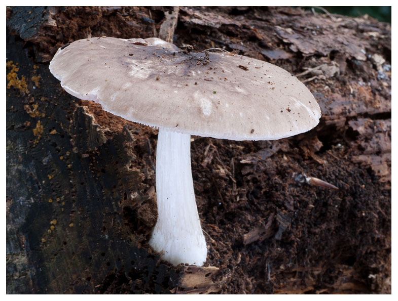 Pluteus cervinus 