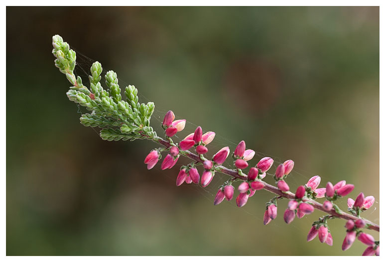 Calluna vulgaris 