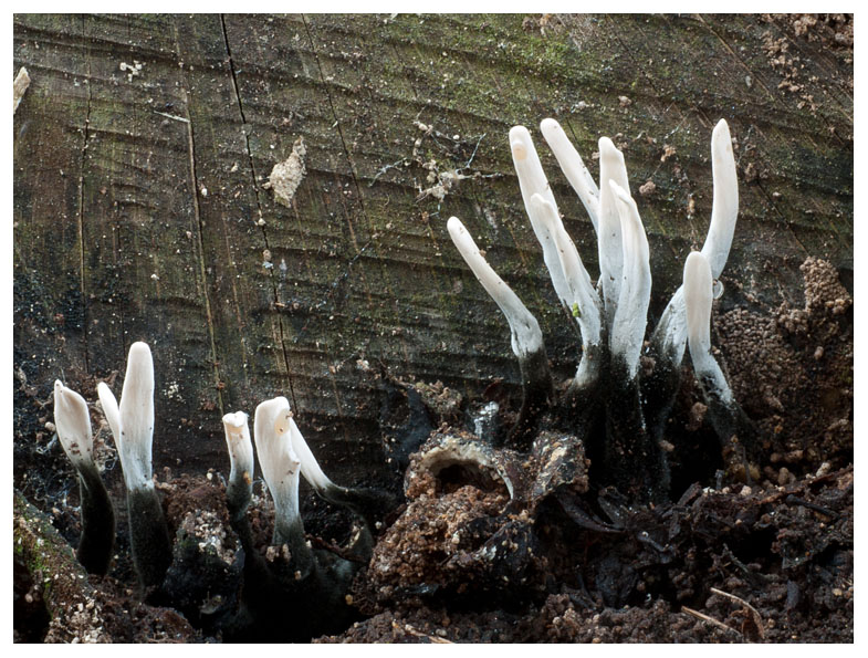 Xylaria hypoxylon