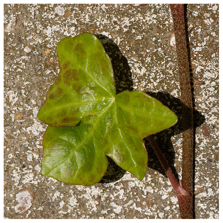 Ivy