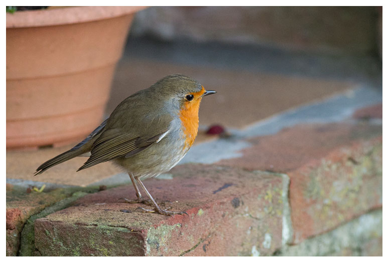 Robin 