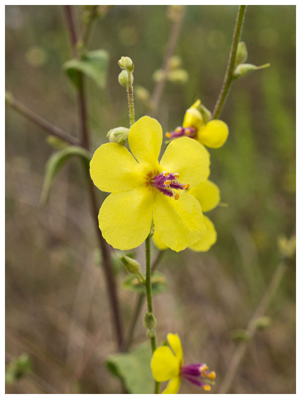 Verbascum sinuatum 