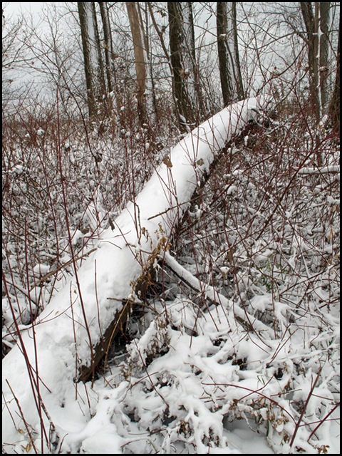 First snow - 23/11/2011