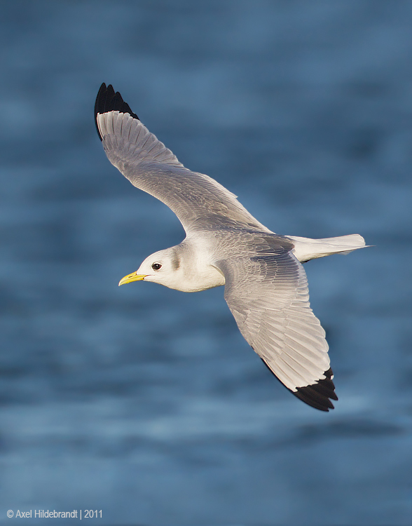 Black-leggedKittiwake02c9044.jpg