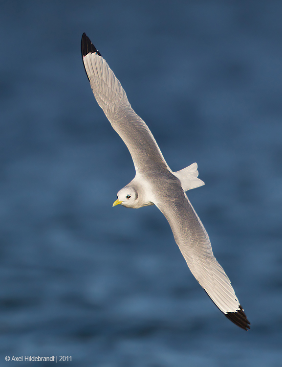 Black-leggedKittiwake03c9032.jpg