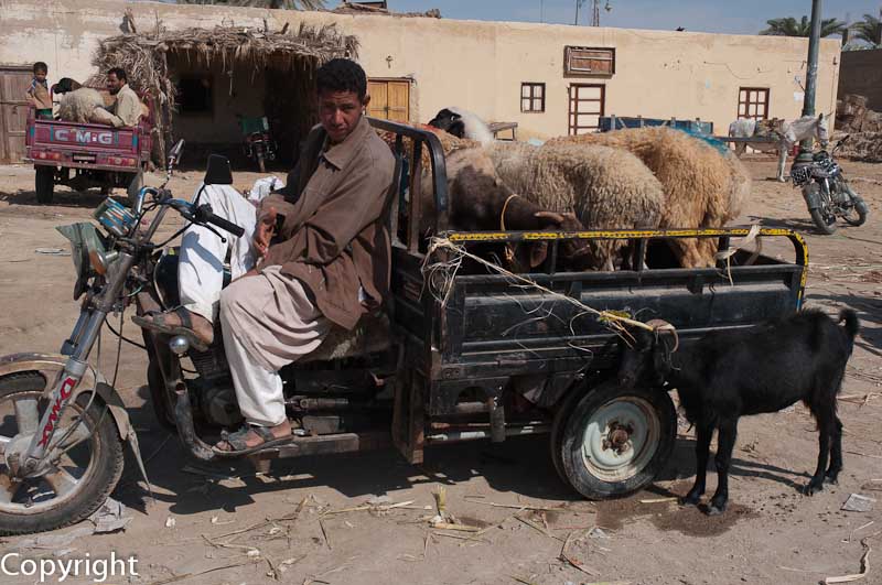 Egypt: Taking home the livestock