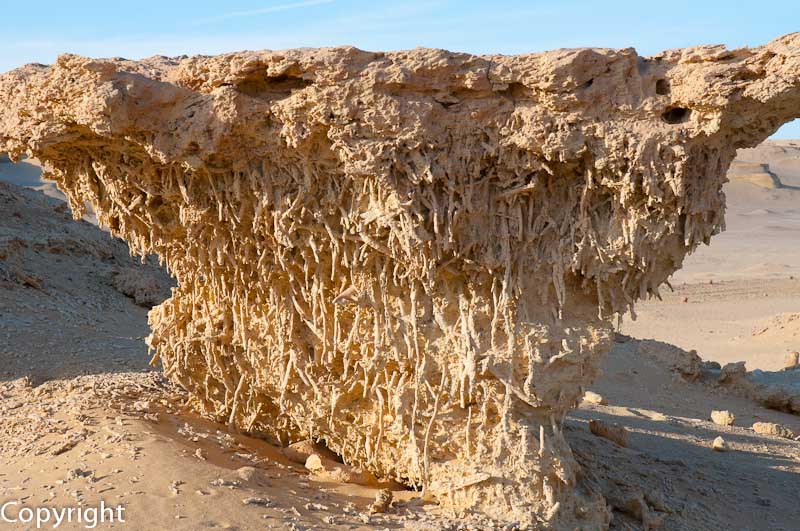 Fossilised mangrove roots