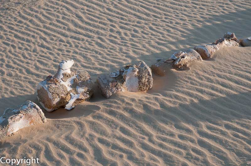 Lumbar and tail vertebrae of a Basilosaurus whale