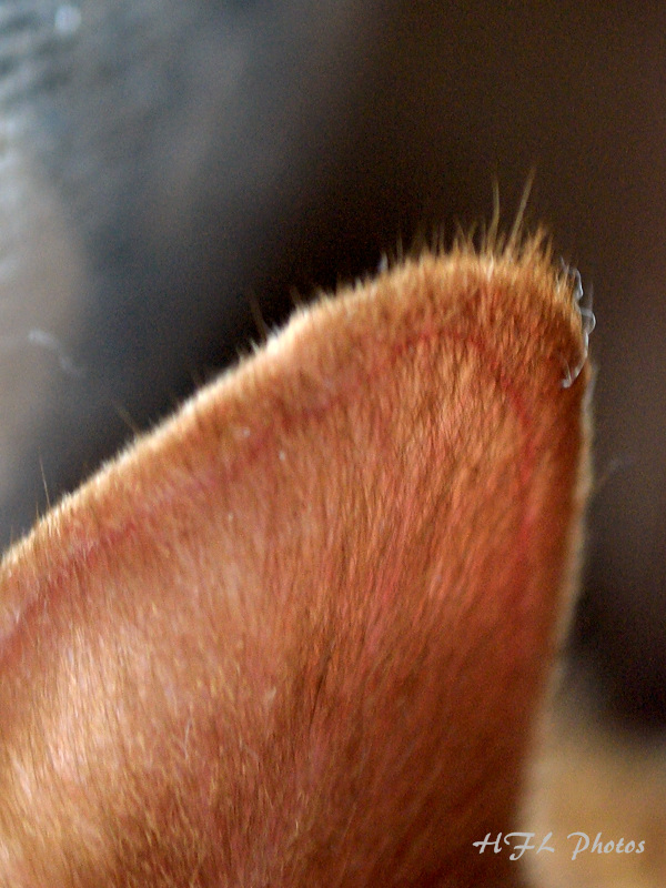 Macro Shots 20111130_226 .JPG