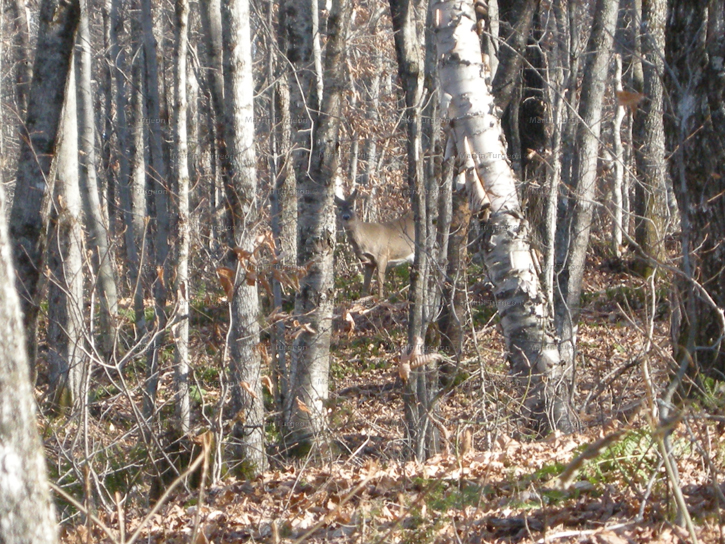 Odocoileus virginianus - White-tailed Deer - Cerf de Virginie