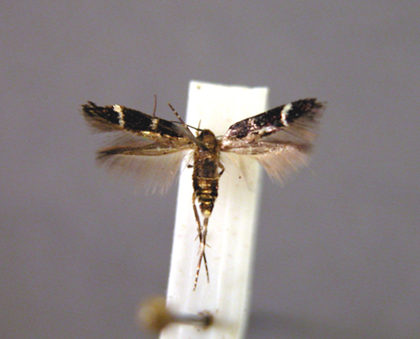 1458 Mompha unifasciella