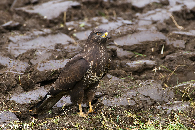 Common Buzzard - Buizerd - Buteo buteo
