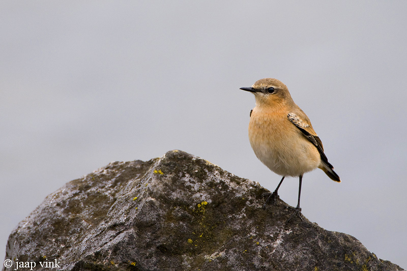 Wheatear - Tapuit - Oenanthe oenanthe